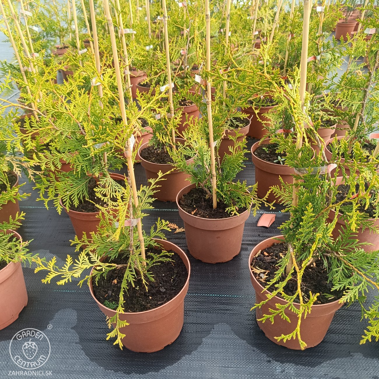Obrázok Tuja západná (Thuja occidentalis) ´BRABANT´ - výška 20-40 cm, kont. C2L